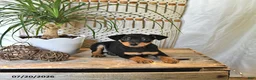 Miniature Pinscher dogs for sale: Bella   - Ad 5