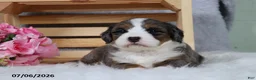 Mini Bernedoodle dogs for sale: Kiana - Ad 7