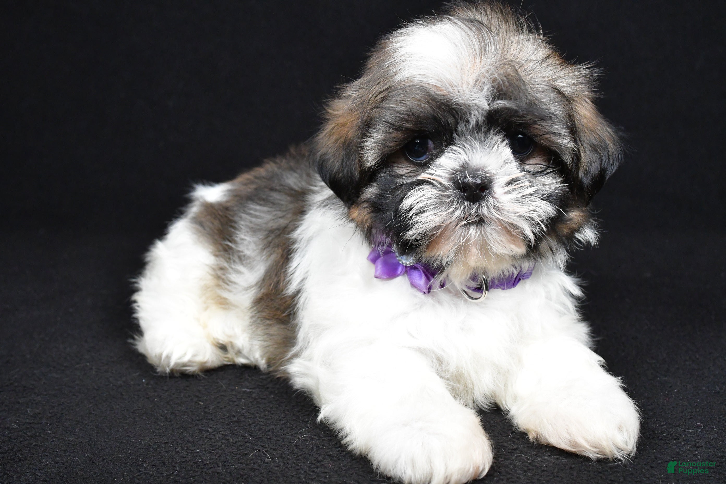 Shih Tzu dogs Della - Ad 1