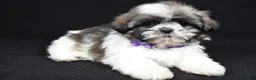 Shih Tzu dogs for sale: Della - Ad 1