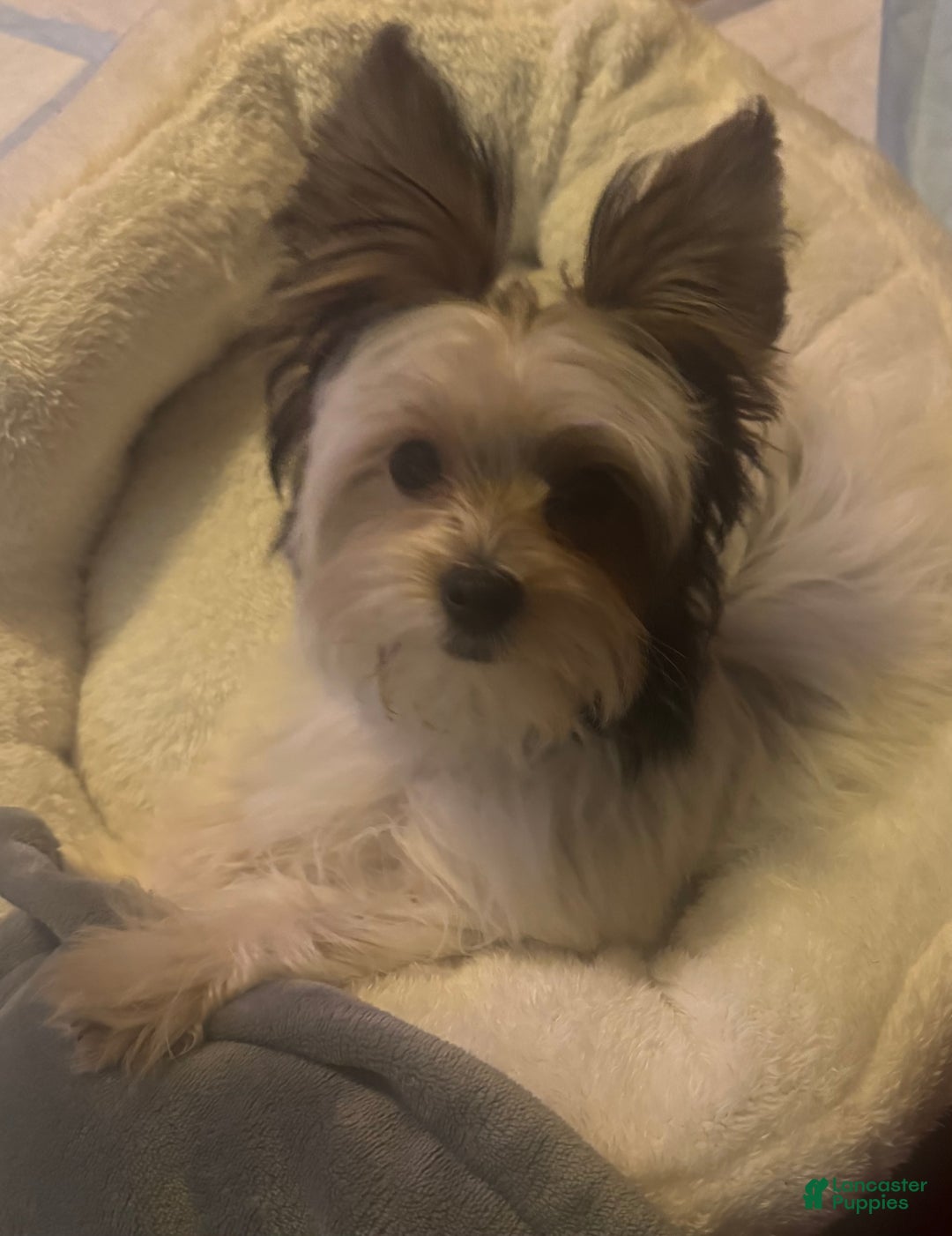 Yorkshire Terrier dogs for sale: Kyro - Ad 9