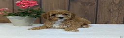 Cavapoo dogs for sale: Paisley  - Ad 5