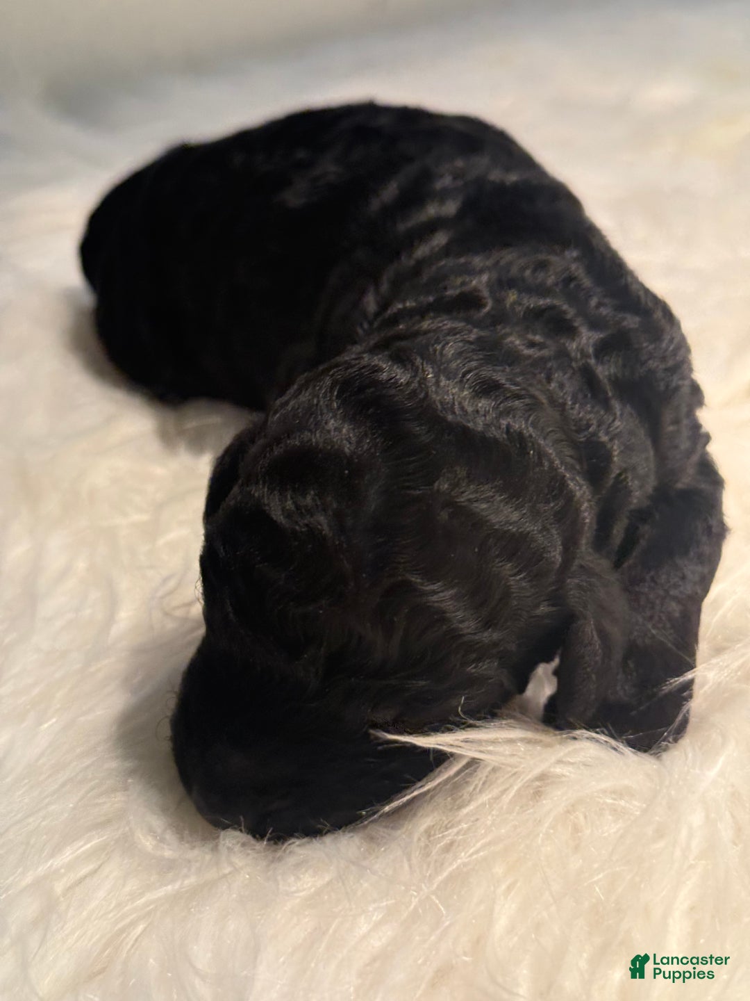 Standard Poodle dogs for sale: Standard Poodle Puppy 4 - Ad 11