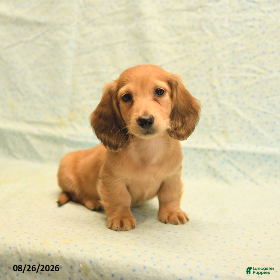 Dachshund dogs Levi - Ad 2