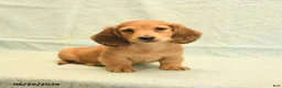 Dachshund dogs for sale: Levi - Ad 2