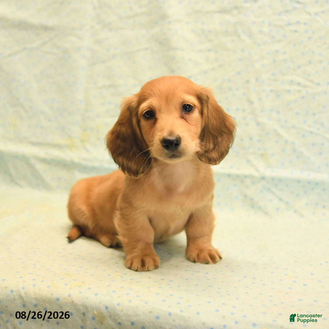 Dachshund dogs for sale: Levi - Ad 2