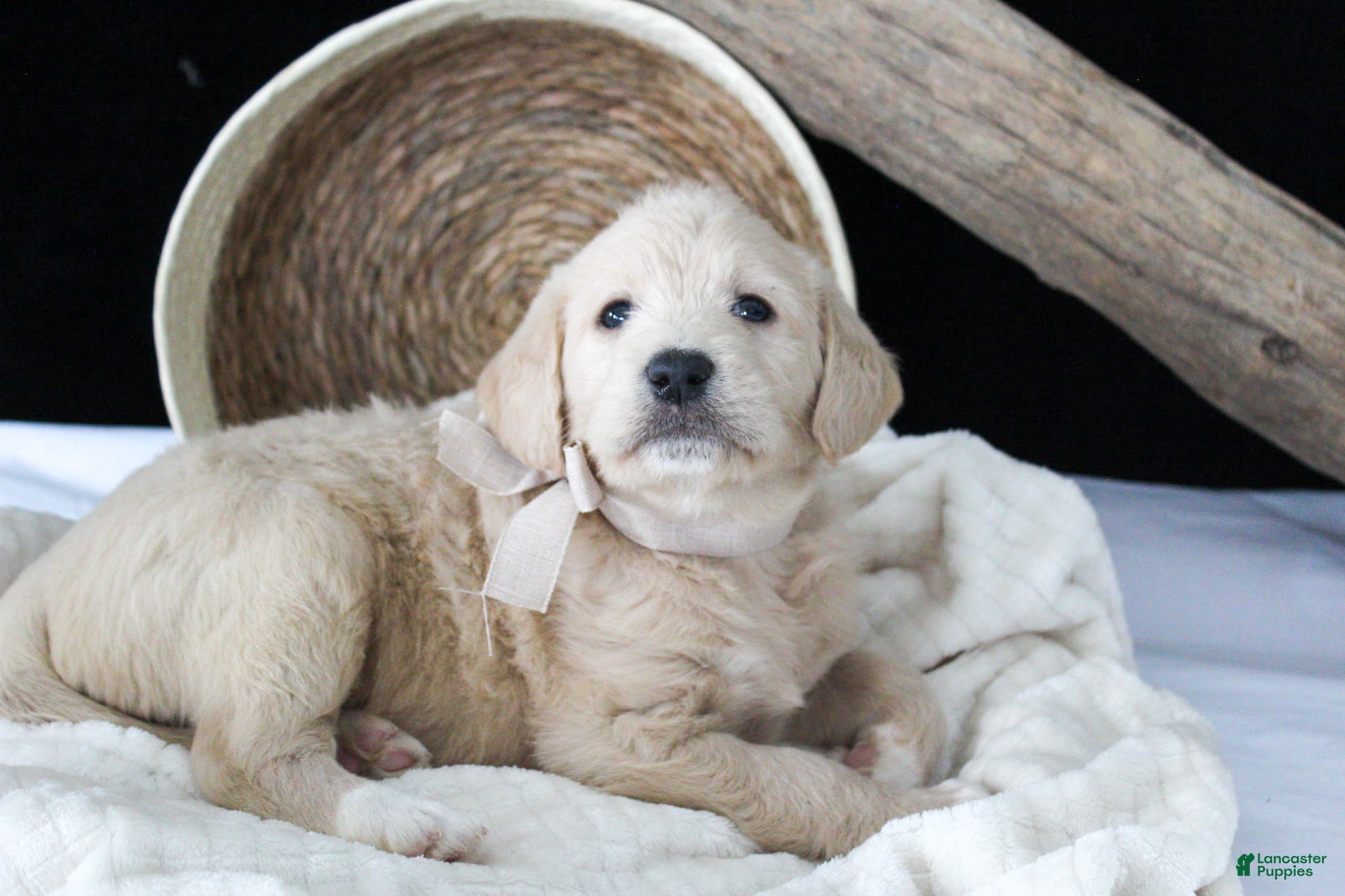 Labradoodle dogs Polly - Ad 1