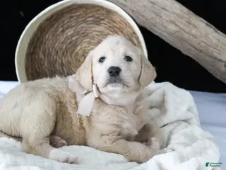 Labradoodle dogs for sale: Polly - Ad 3