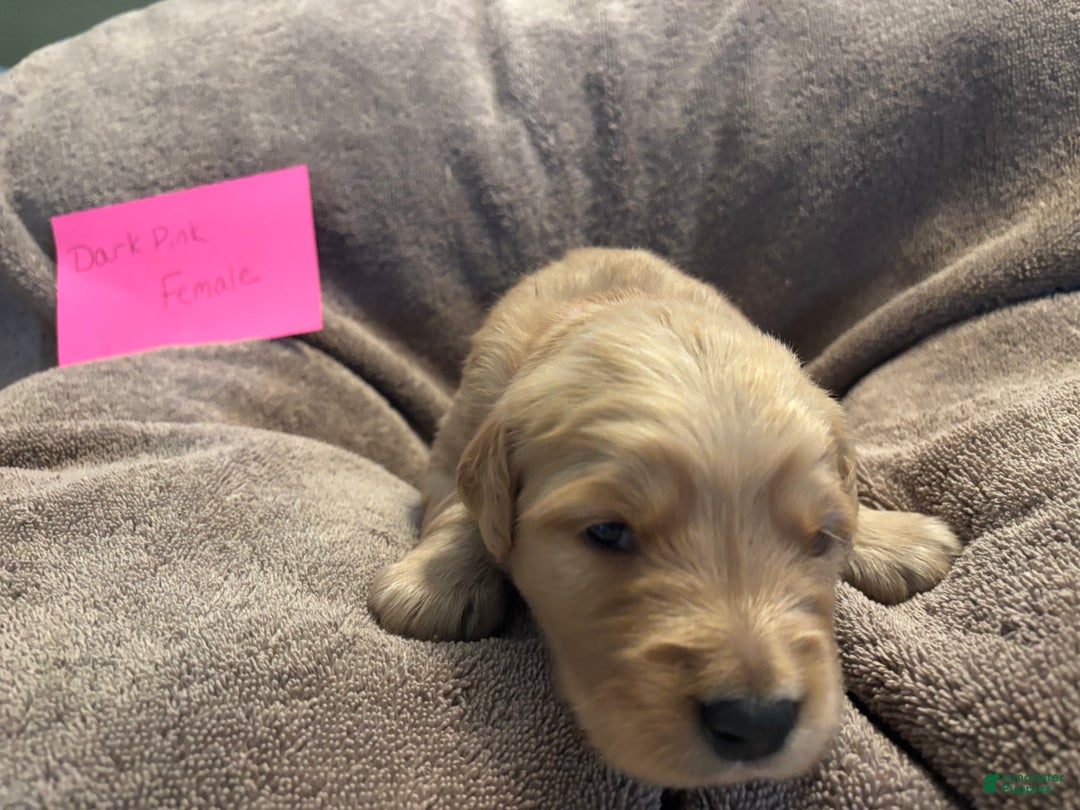Golden Retriever dogs for sale: Dark Pink Female - Ad 1