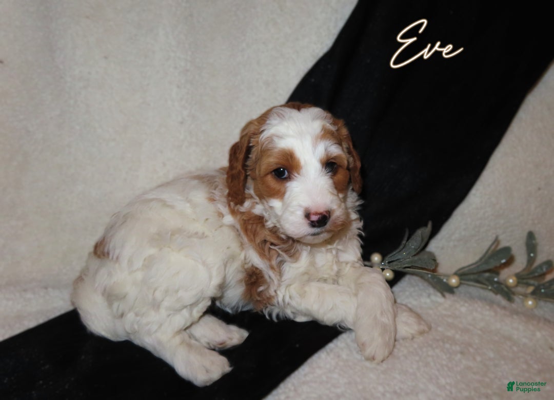 Mini Goldendoodle dogs for sale: Eve - Ad 3