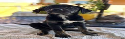 Mixed Breed dogs for sale: Dimond - Ad 5