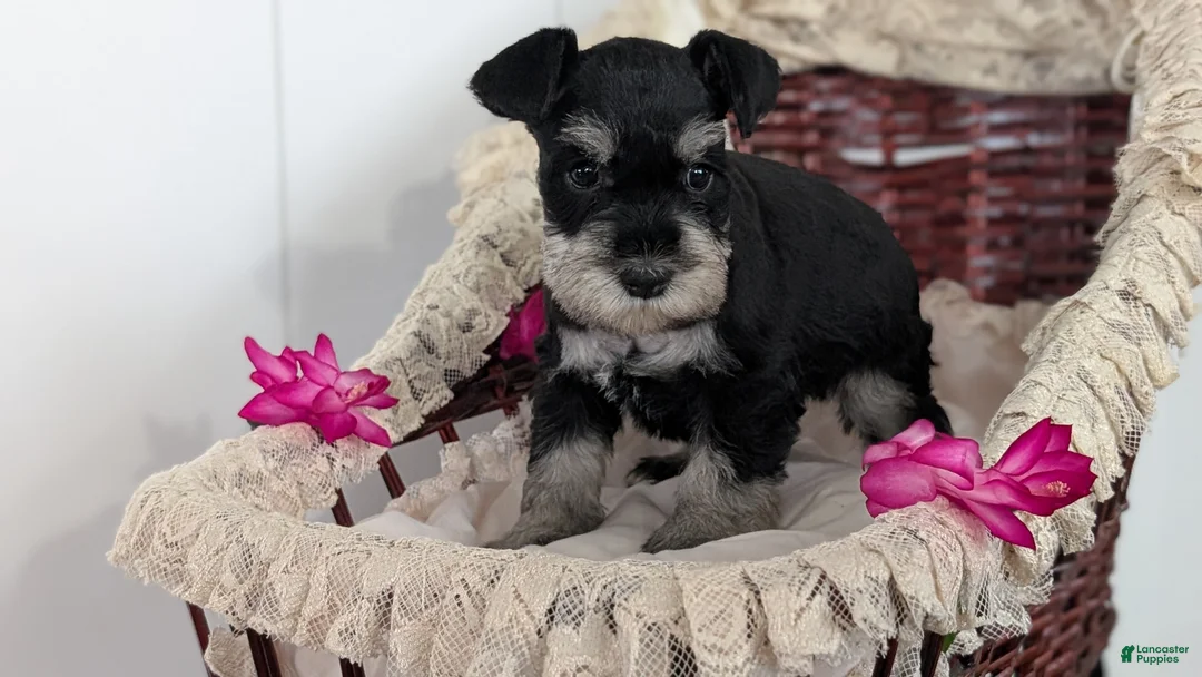 Miniature Schnauzer dogs for sale: Malia - Ad 3