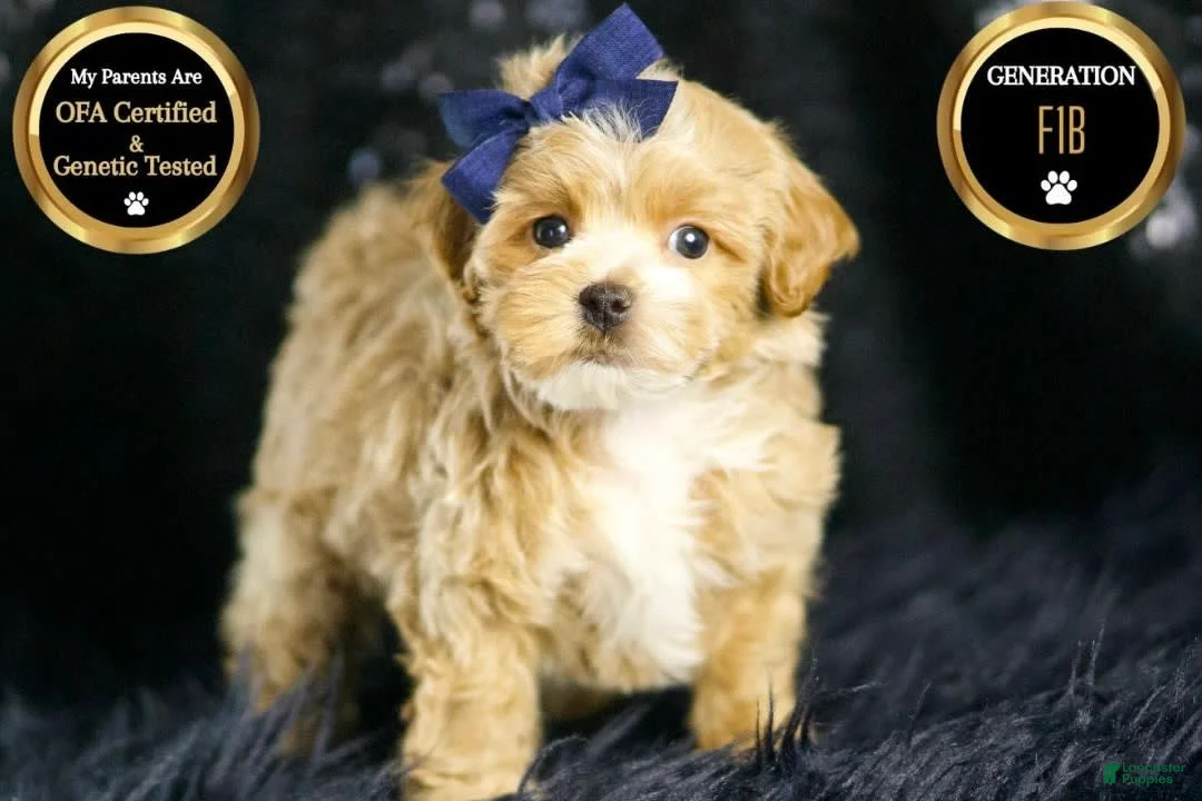 Maltipoo dogs for sale: Finley - Ad 2