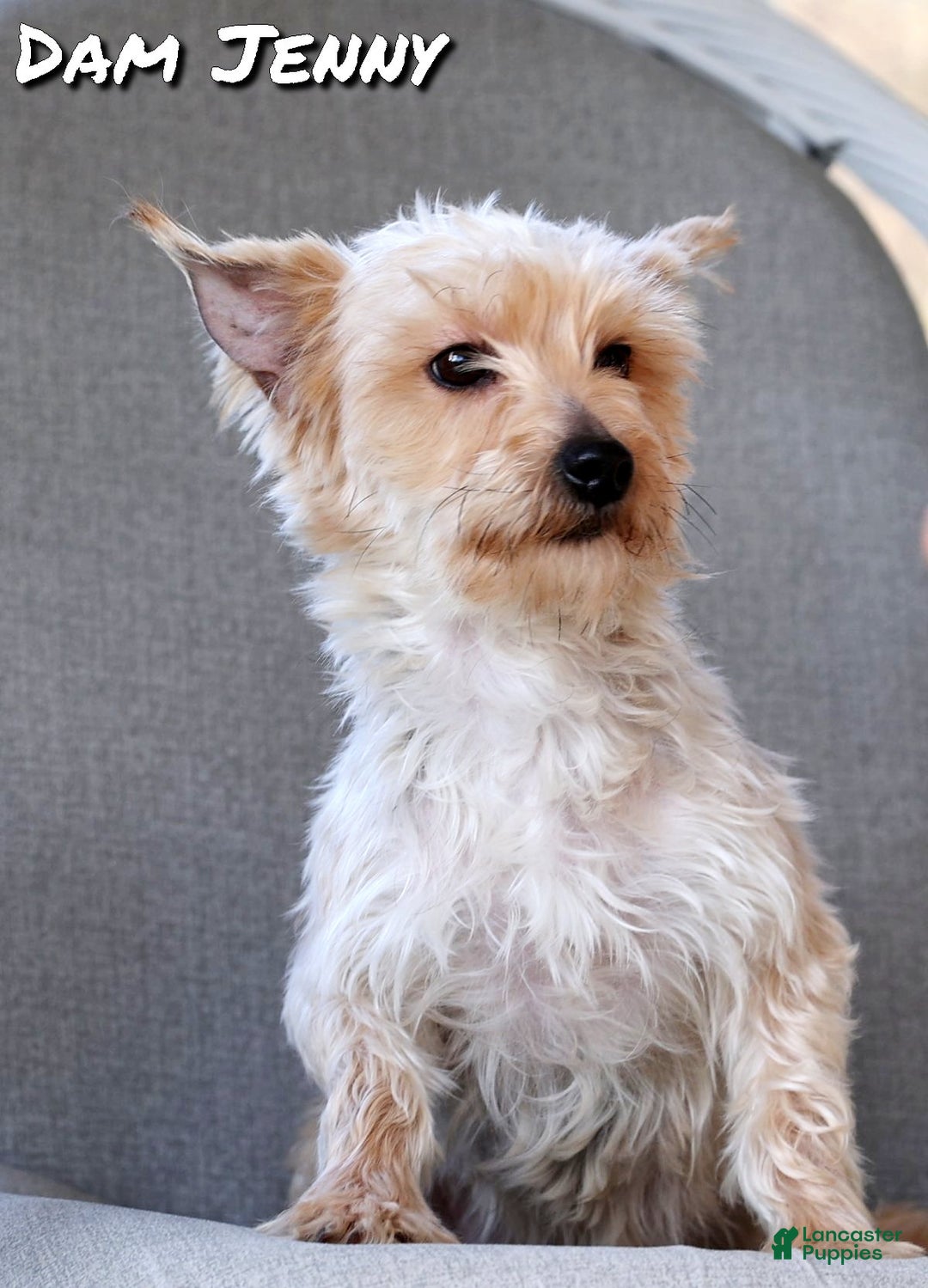 Yorkshire Terrier dogs for sale: Ginger - Ad 6