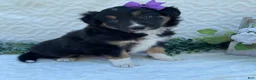 Border Collie dogs for sale: Penny - Ad 4