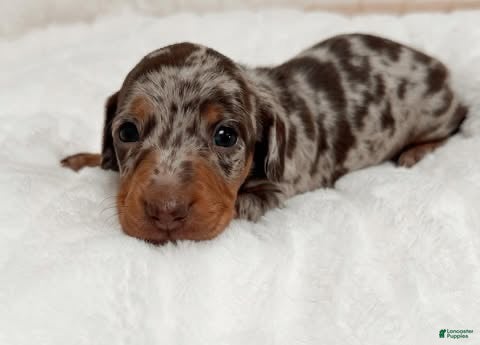 Miniature Dachshund dogs Miniature Dachshund Puppy 1 - Ad 6