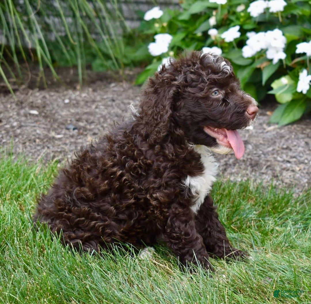 Portuguese Water Dog And Standard Poodle Mix Portuguese Water Dog