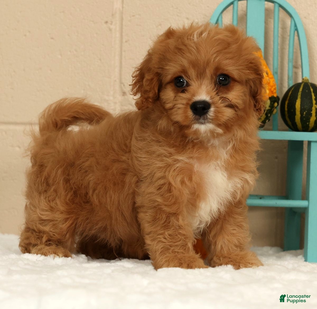 Cavapoo dogs Anson - Ad 1