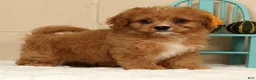 Cavapoo dogs for sale: Anson - Ad 1