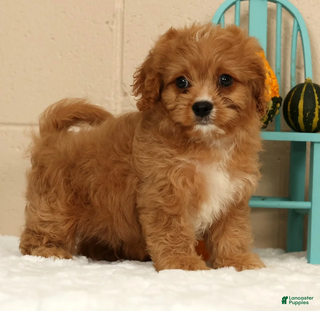 Cavapoo dogs for sale: Anson - Ad 1