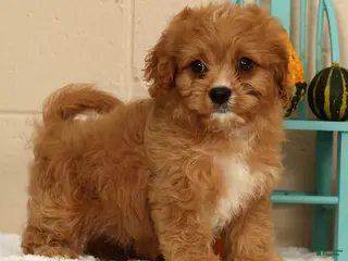 Cavapoo dogs Anson - Ad 1