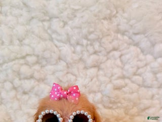 Toy Poodle dogs Tiffany - Ad 1