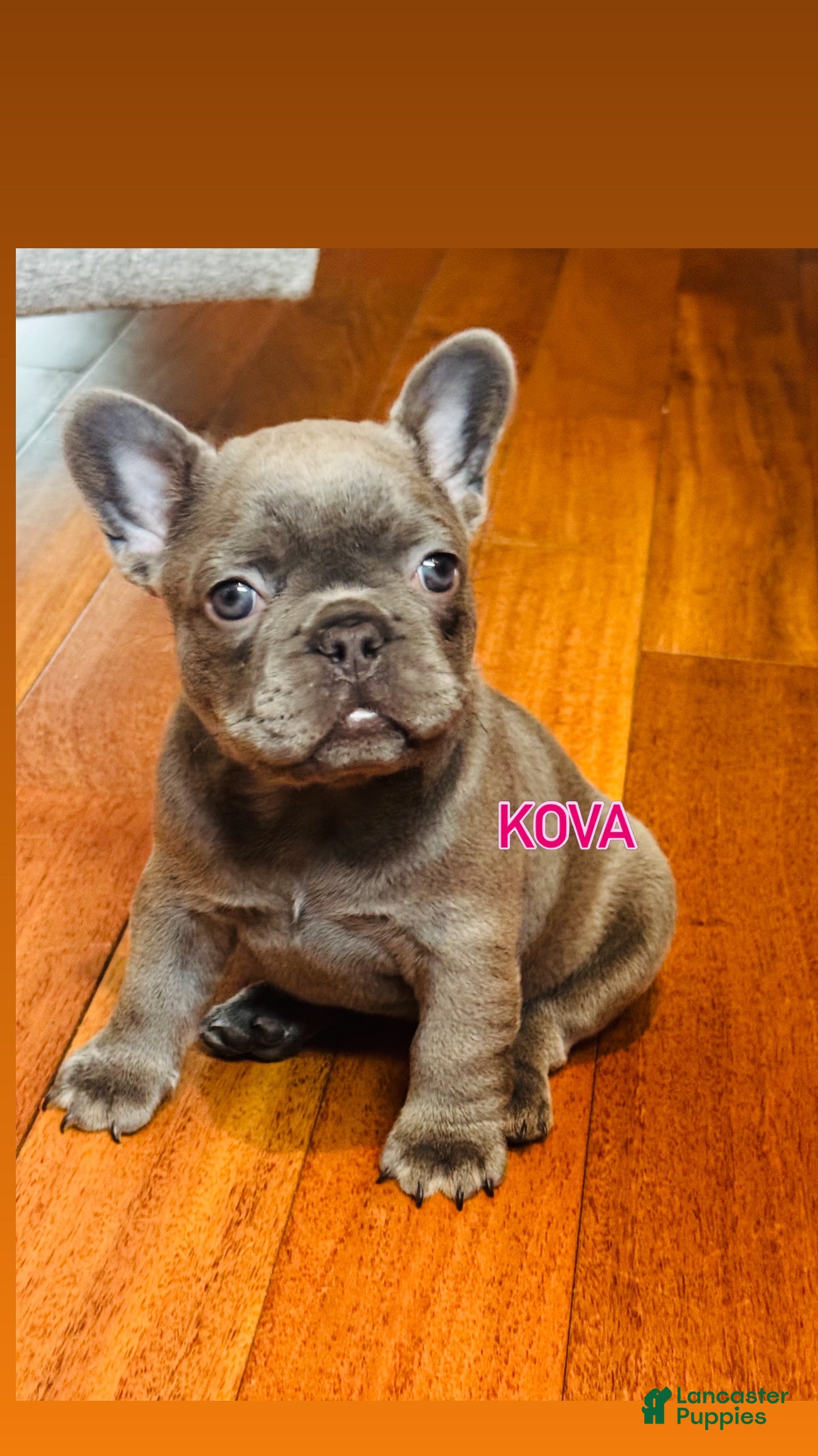 French Bulldog dogs  Kova - Ad 1