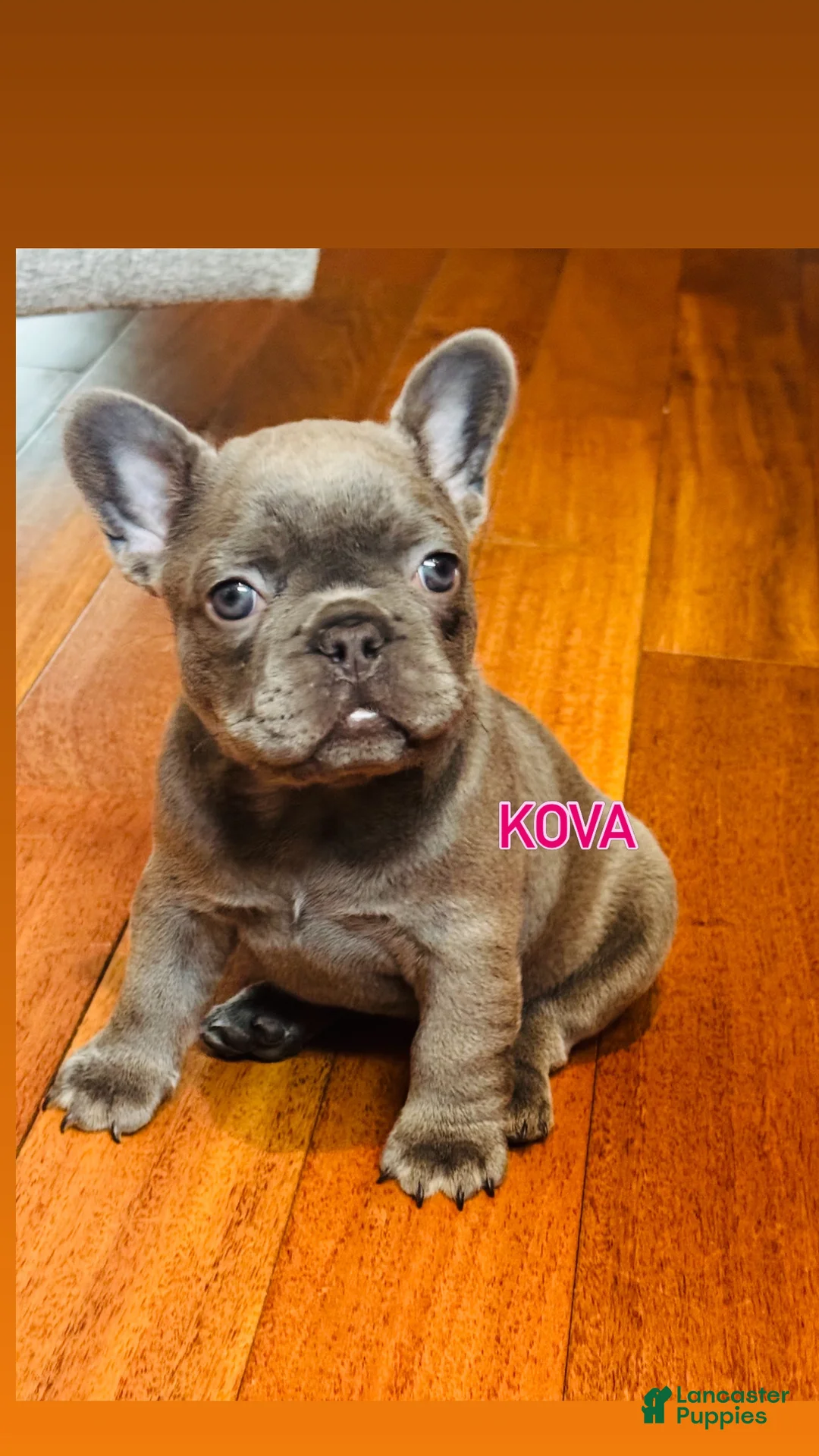 French Bulldog dogs for sale:  Kova - Ad 1