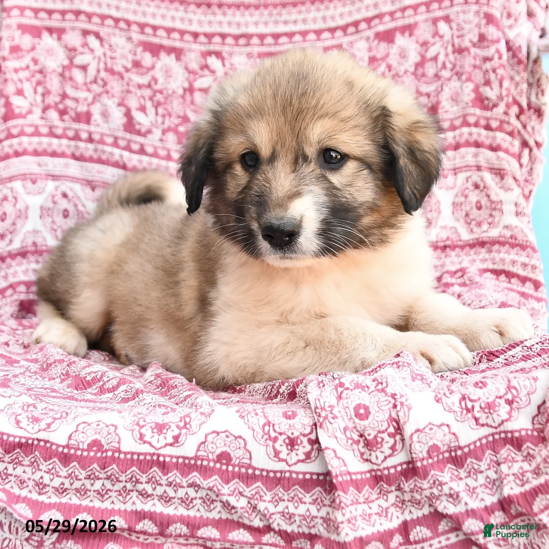 Mixed Breed dogs for sale: Helina - Ad 2