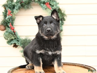 German Shepherd dogs for sale: Bandit - Ad 1