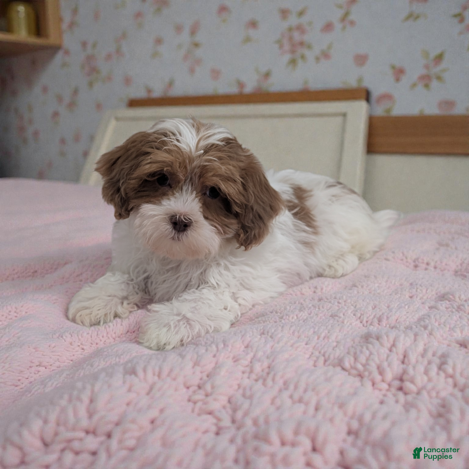 Shihpoo dogs Bella - Ad 22