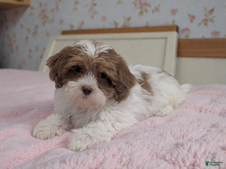 Shihpoo dogs Bella - Ad 22
