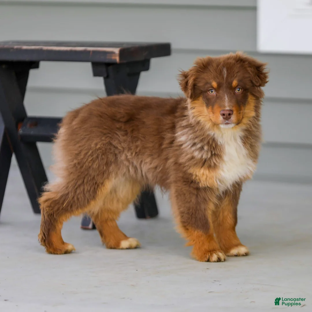 Australian Shepherd dogs for sale: Ozzy - Ad 4