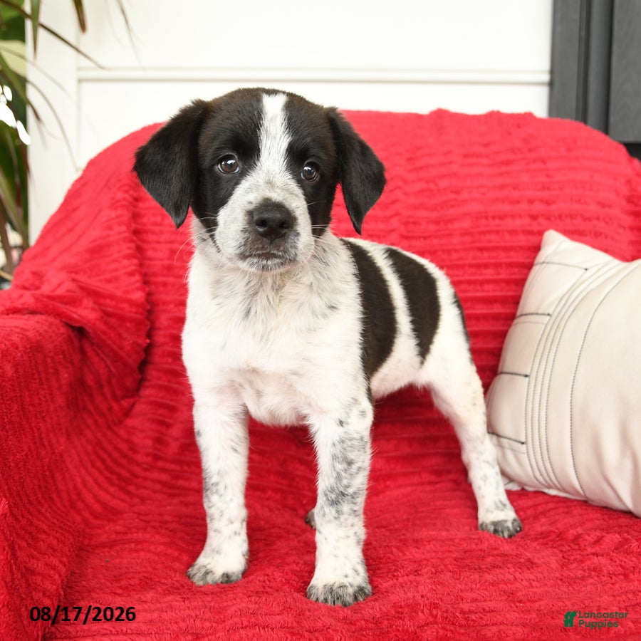 Mixed Breed dogs Wilder - Ad 2