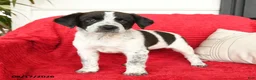 Mixed Breed dogs for sale: Wilder - Ad 2