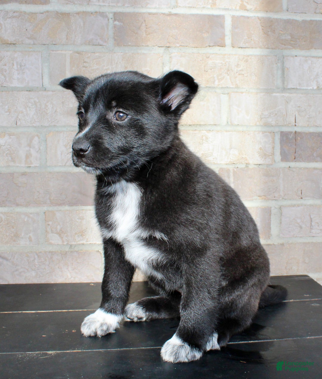 Mixed Breed dogs for sale: Skyla - Ad 6
