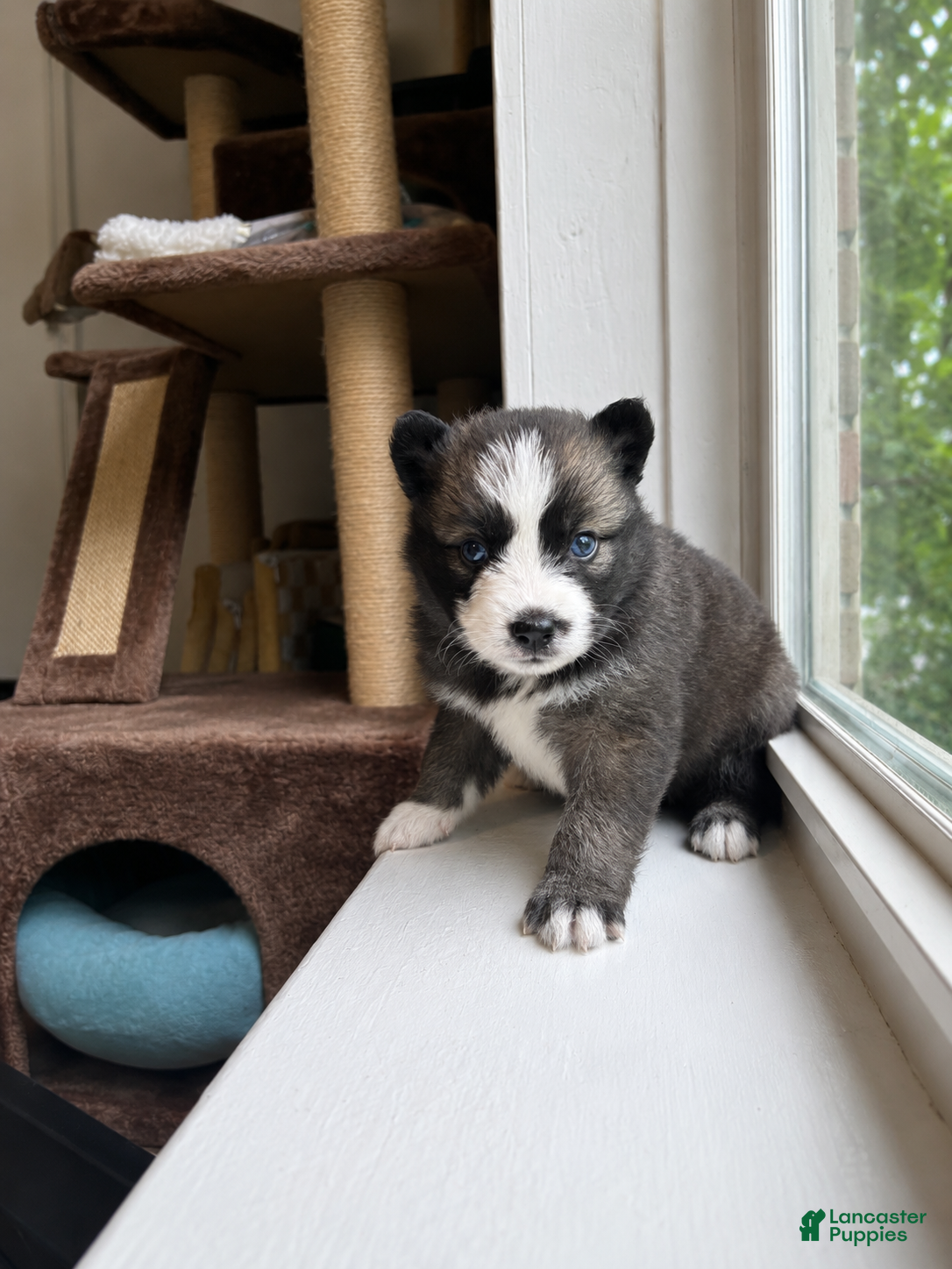 Pomsky dogs Atlas  - Ad 16