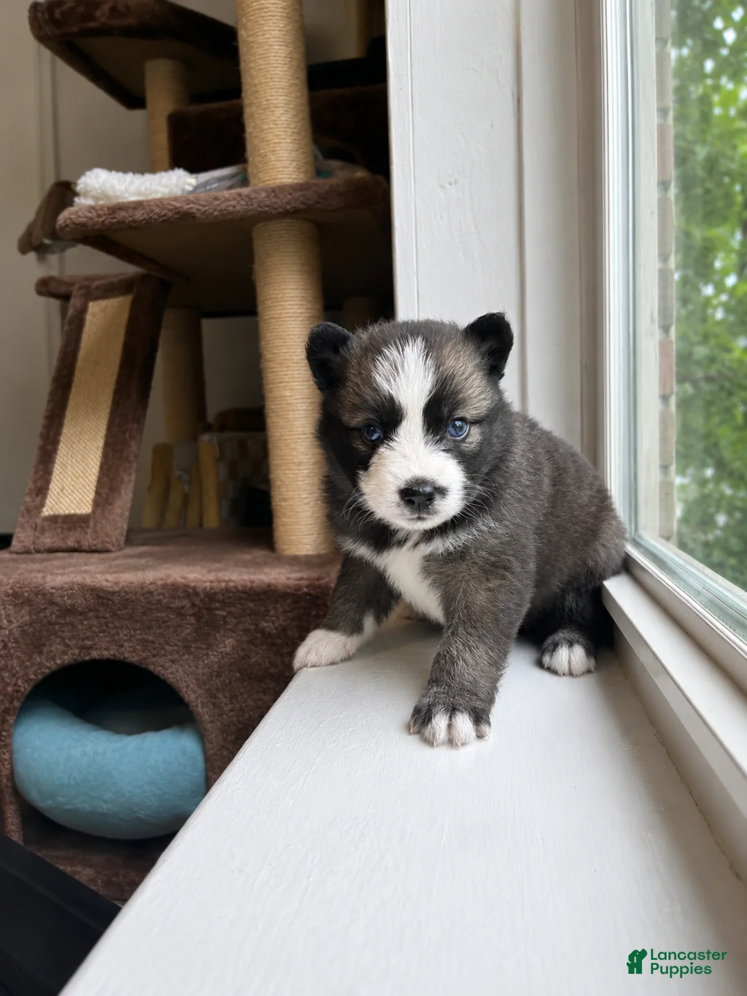 Pomsky dogs for sale: Atlas  - Ad 1
