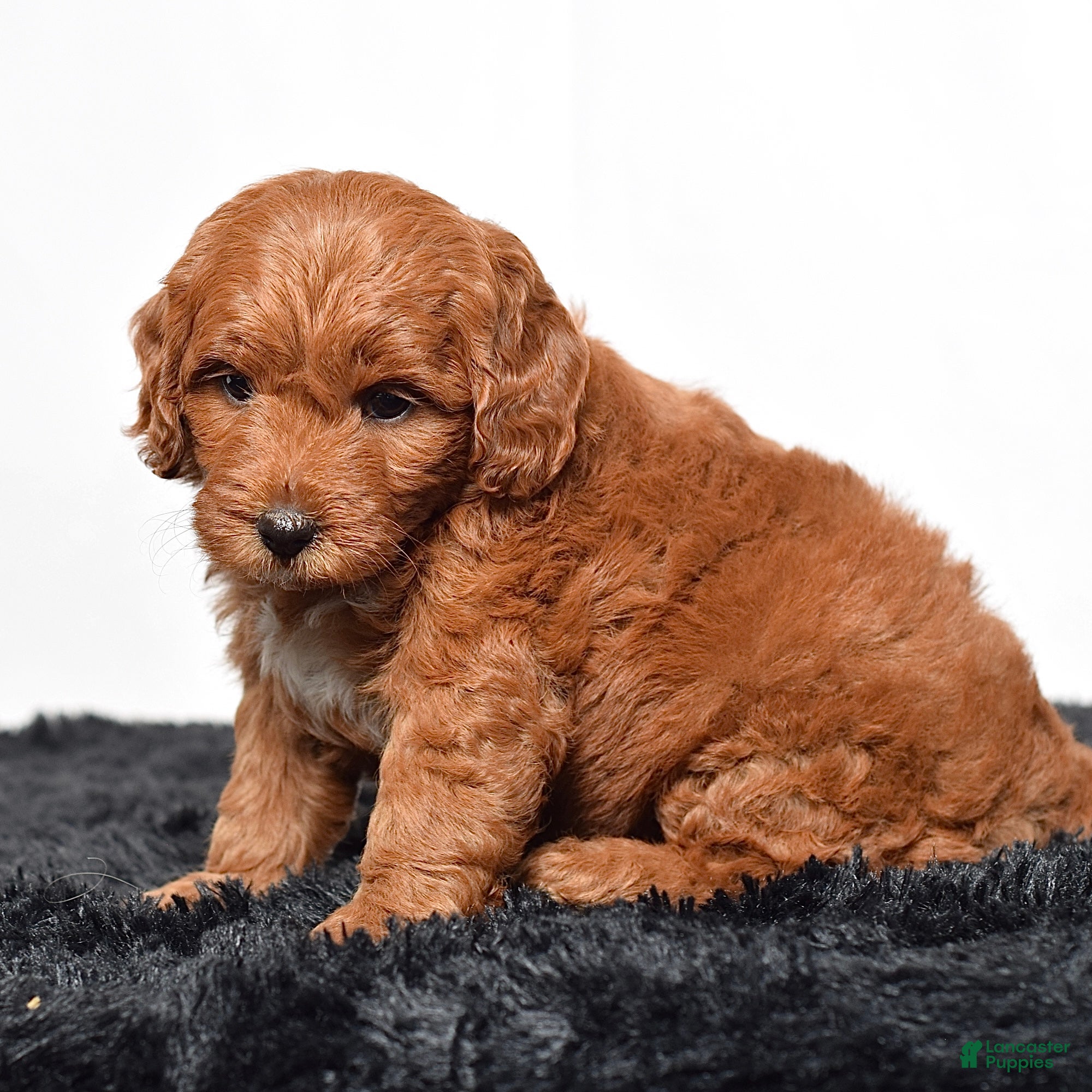 Mini Goldendoodle dogs for sale:  Mabel - Ad 7