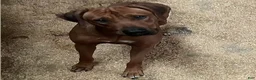 Rhodesian Ridgeback dogs for sale: Rhodesian Ridgeback MALE 5 - Ad 4