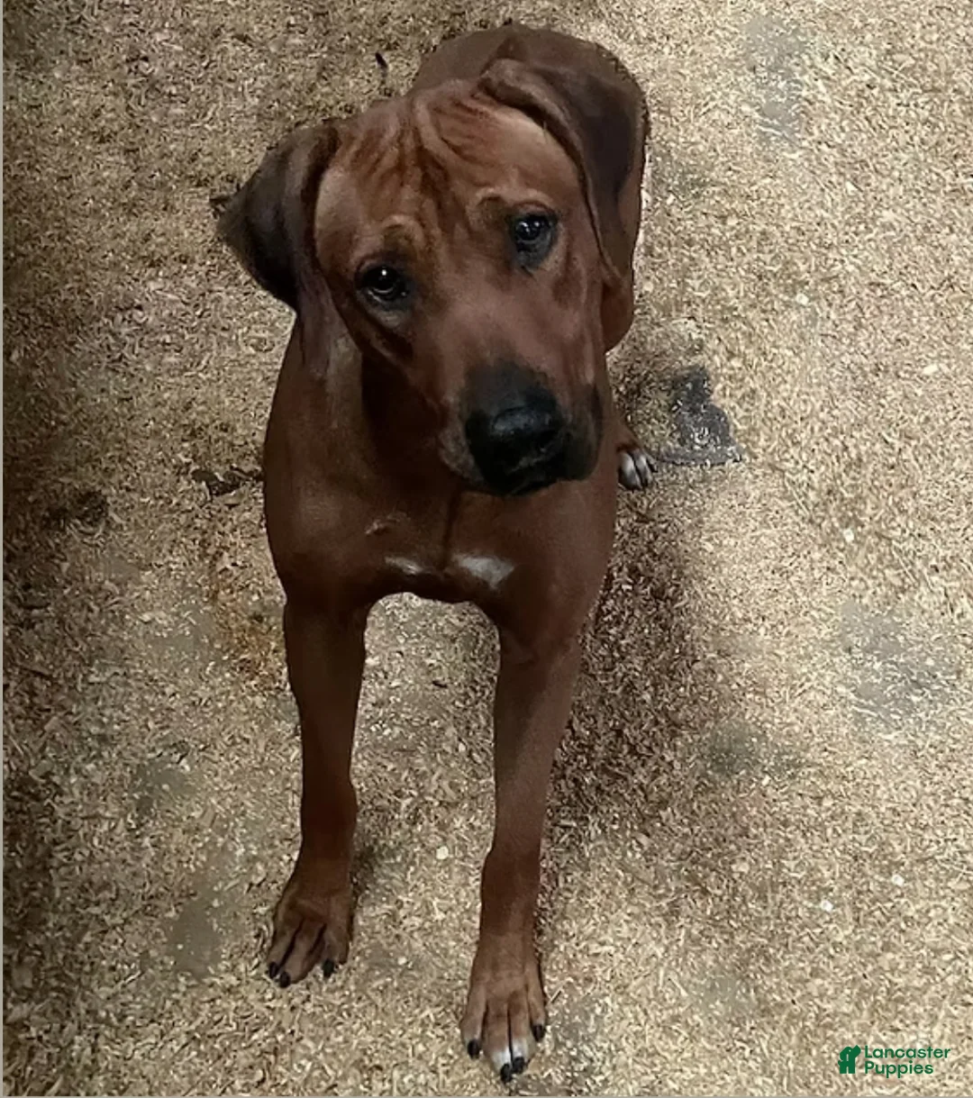 Rhodesian Ridgeback dogs for sale: Rhodesian Ridgeback MALE 5 - Ad 4