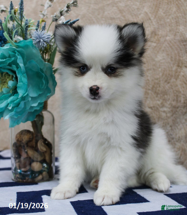 Pomsky dogs Callie - Ad 2