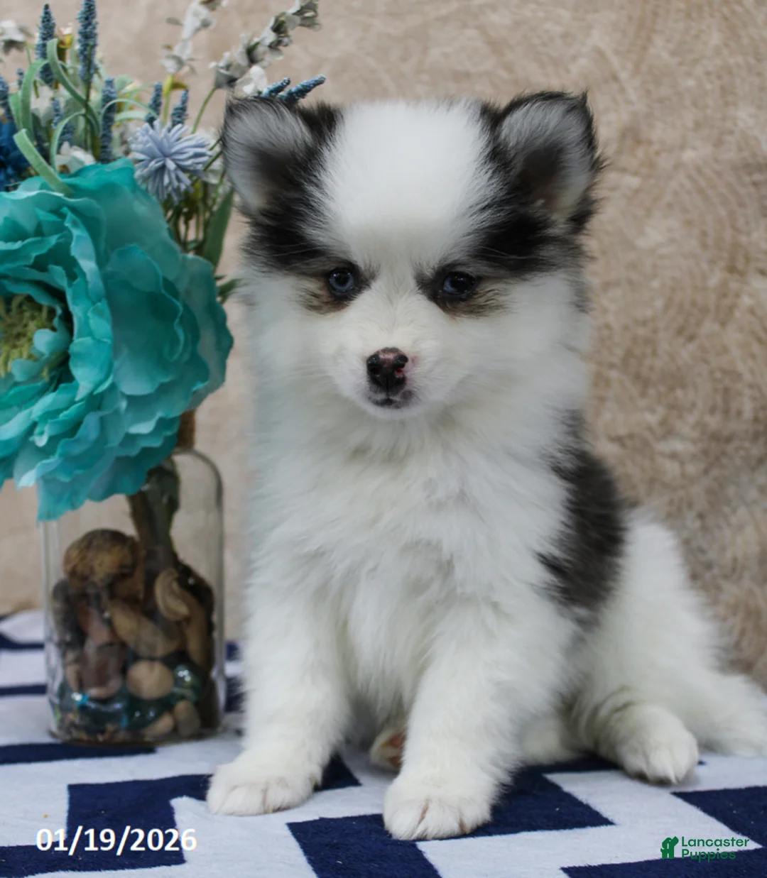 Pomsky dogs for sale: Callie - Ad 2
