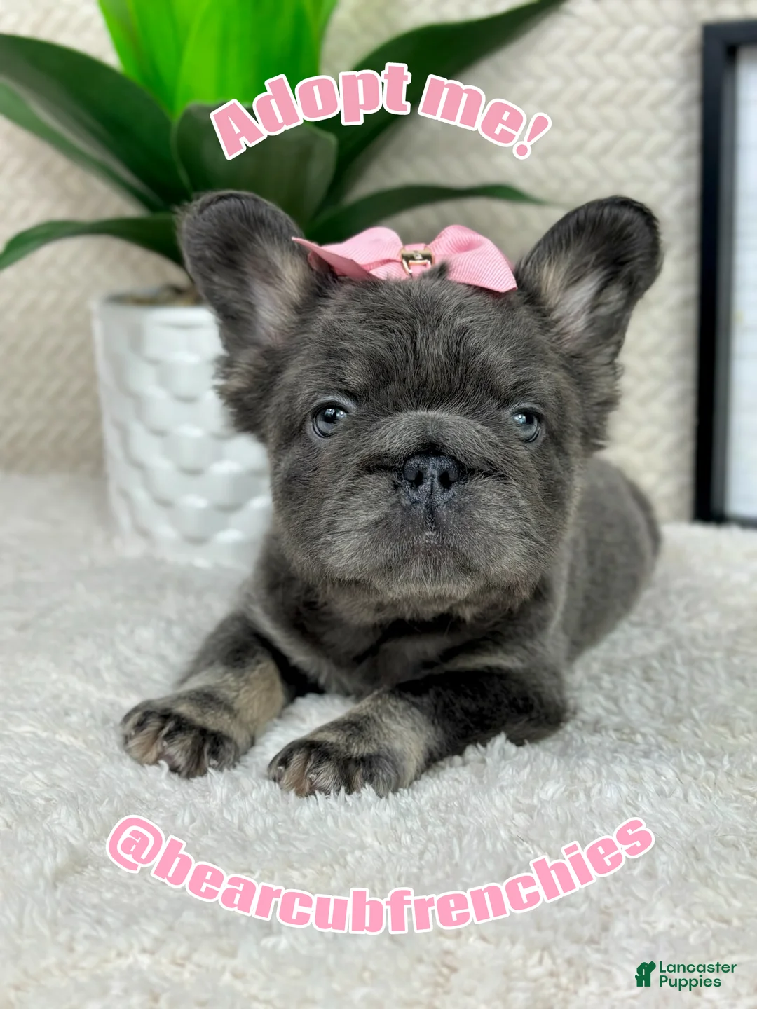 French Bulldog dogs for sale: Blue big rope female  - Ad 2