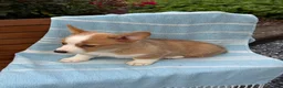 Welsh Corgi Pembroke dogs for sale: Jojo - Ad 8