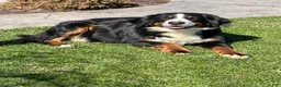 Bernedoodle dogs for sale: Hunter - Ad 5