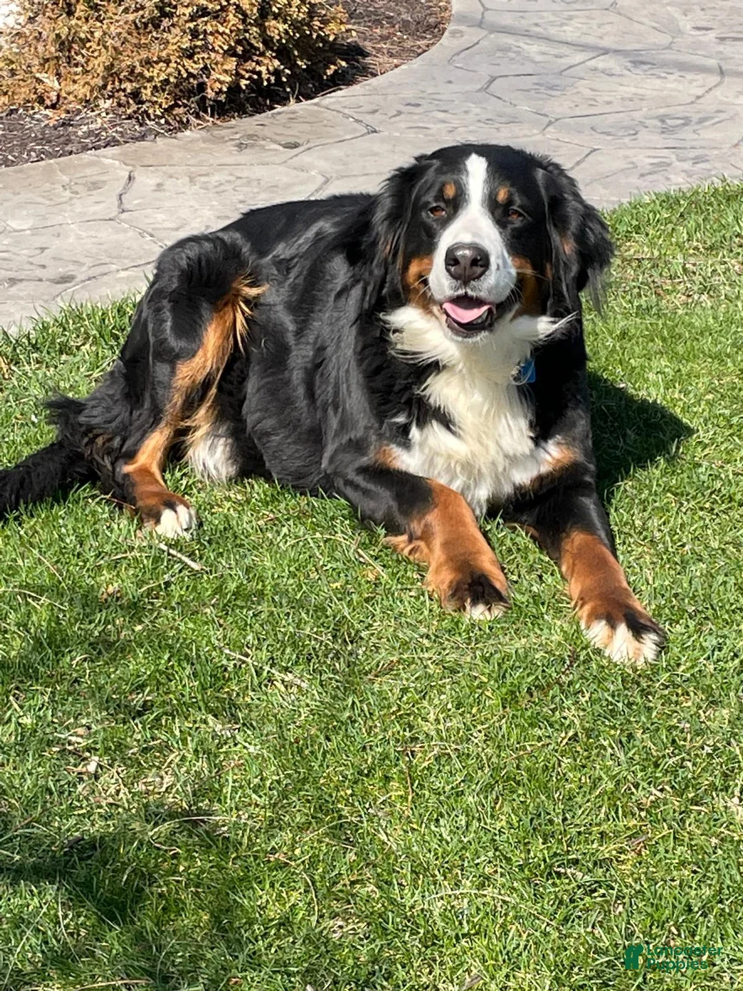 Bernedoodle dogs for sale: Hunter - Ad 5