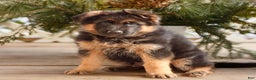 German Shepherd dogs for sale: Brody  - Ad 4
