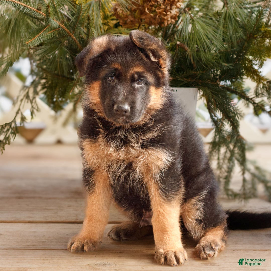 German Shepherd dogs for sale: Brody  - Ad 4
