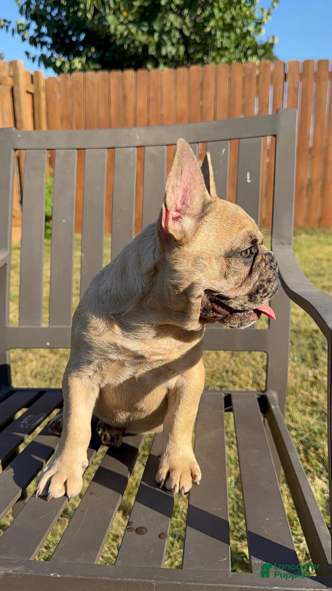 French Bulldog dogs for sale: French Bulldog  - Ad 4